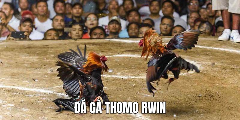 Đá Gà Thomo