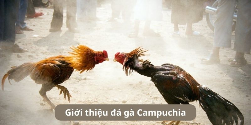 Giới thiệu hình thức chọi gà Campuchia