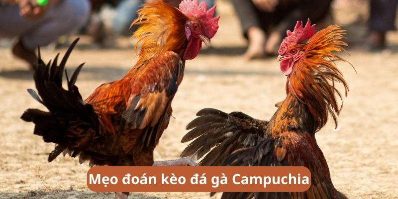 Bí quyết dự đoán kèo cược đá gà Campuchia