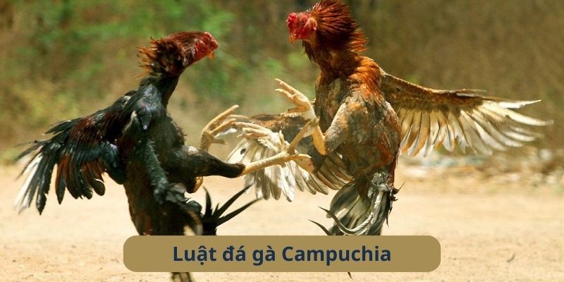 Khám phá quy định trong đá gà Campuchia