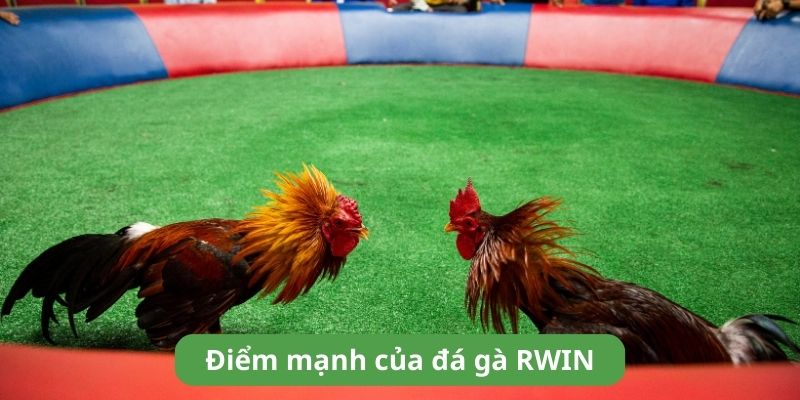 Điểm mạnh của đá gà RWIN